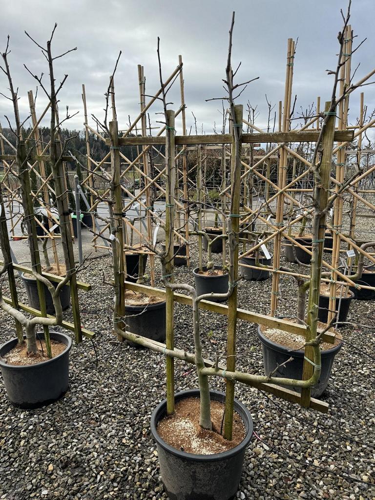 Malus domestica 'Goldreinette von Blenheim'