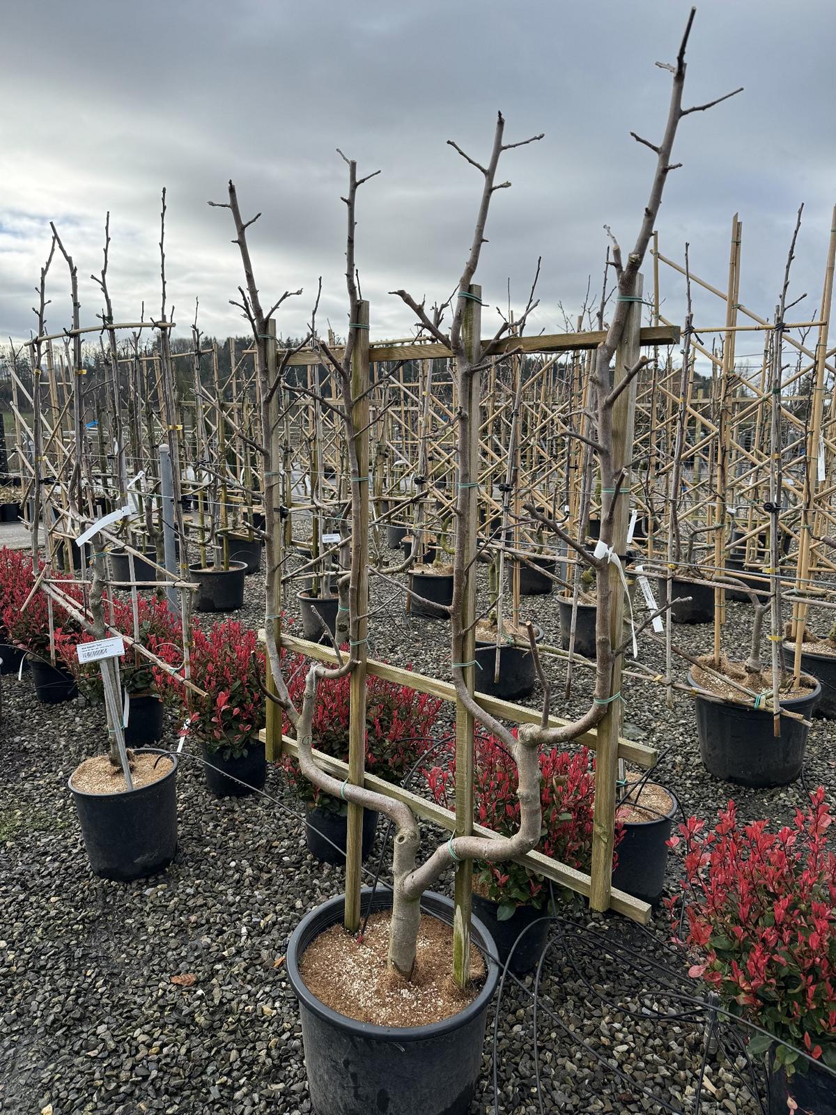 Malus domestica 'Schöner von Boskoop'