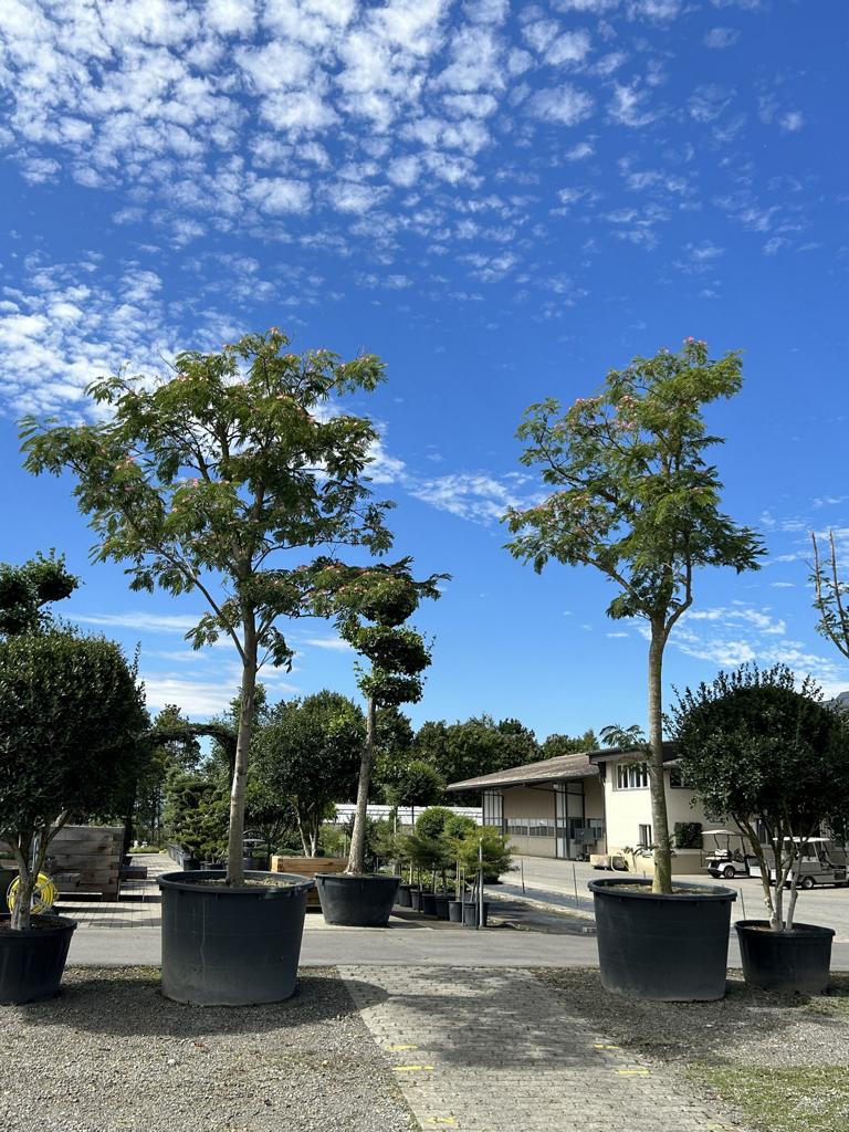 Albizia julibrissin