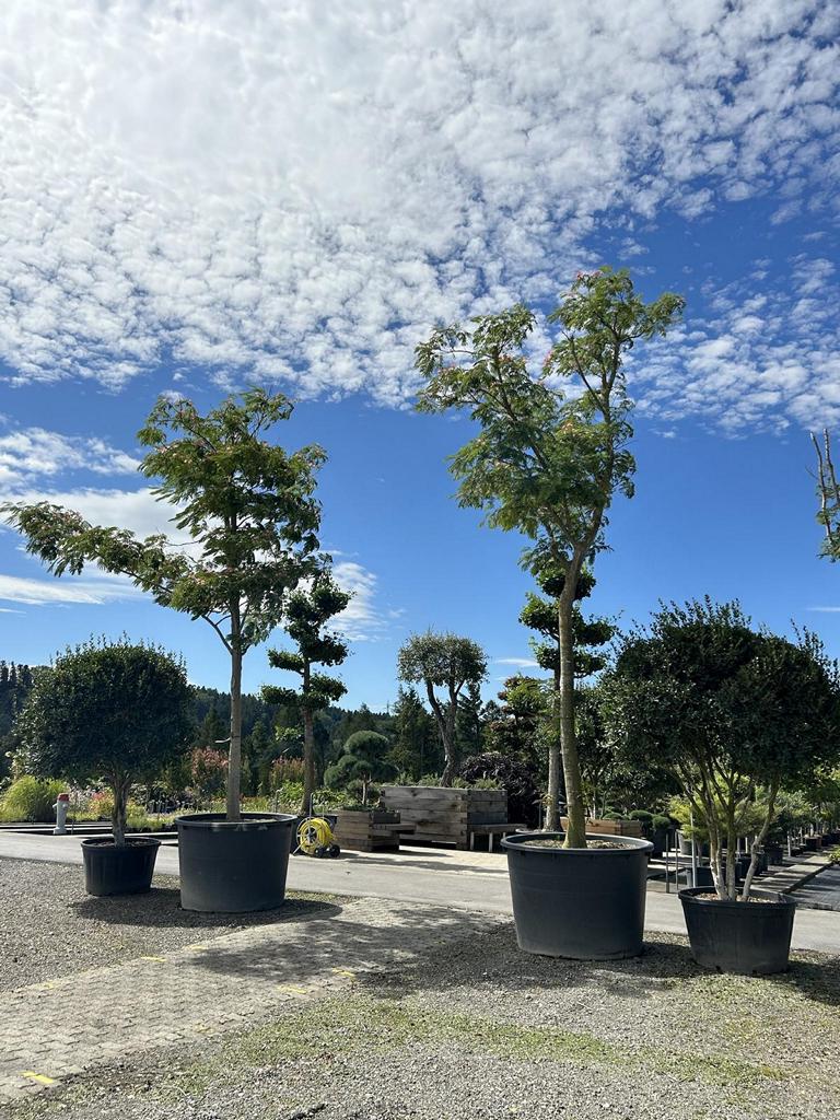 Albizia julibrissin