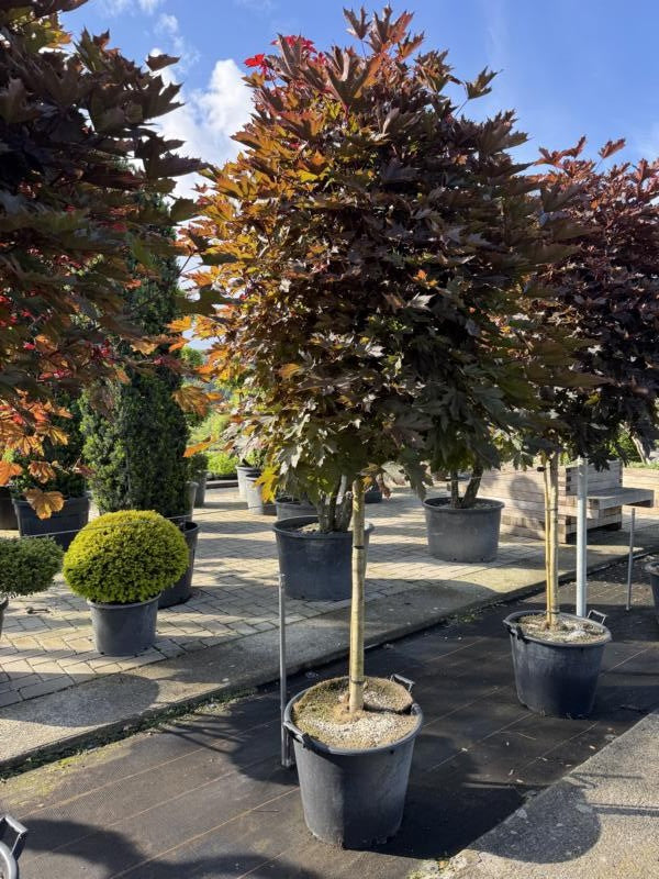 Acer platanoides 'Crimson Sentry'