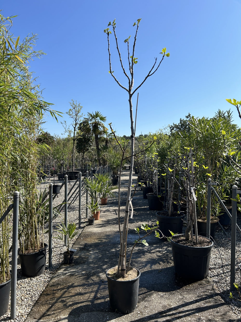 Ficus carica 'Bianco'