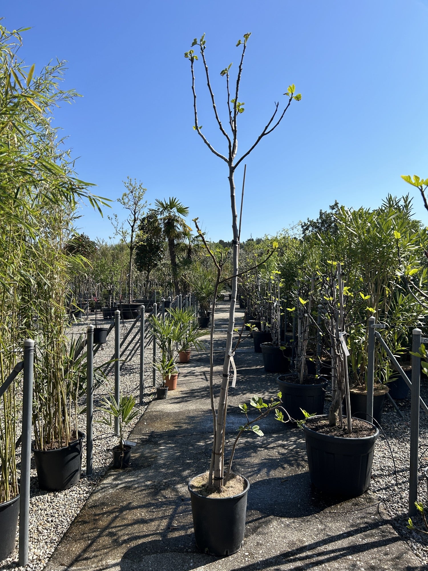 Ficus carica 'Bianco'