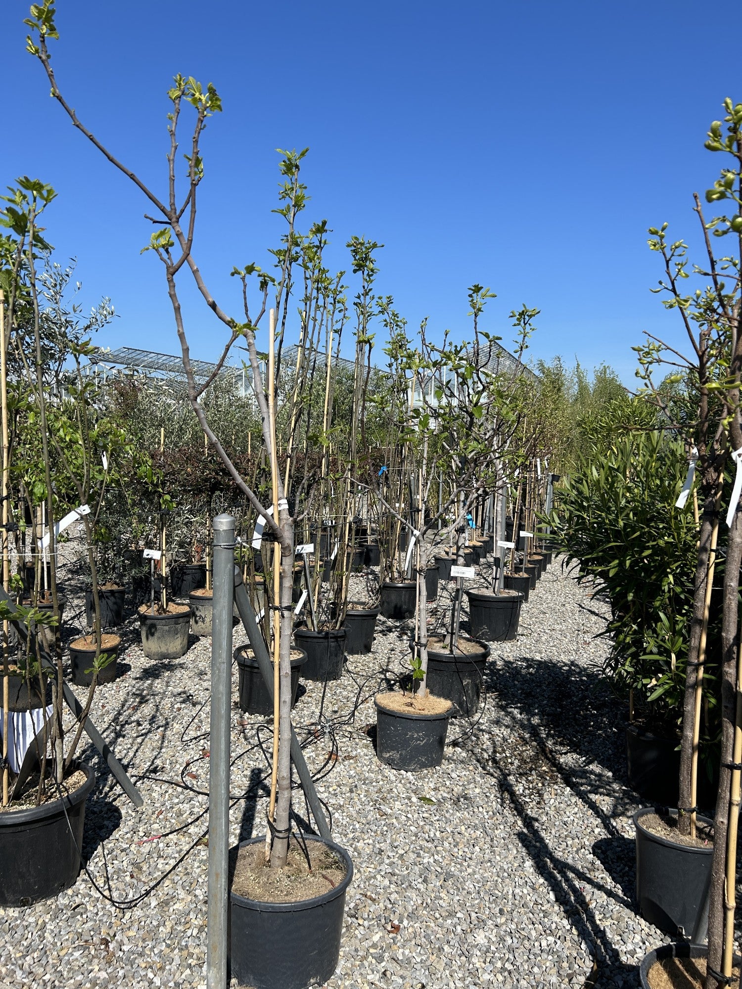 Ficus carica 'Bianco'