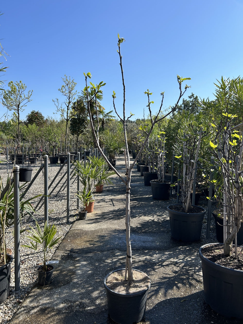 Ficus carica 'Bianco'