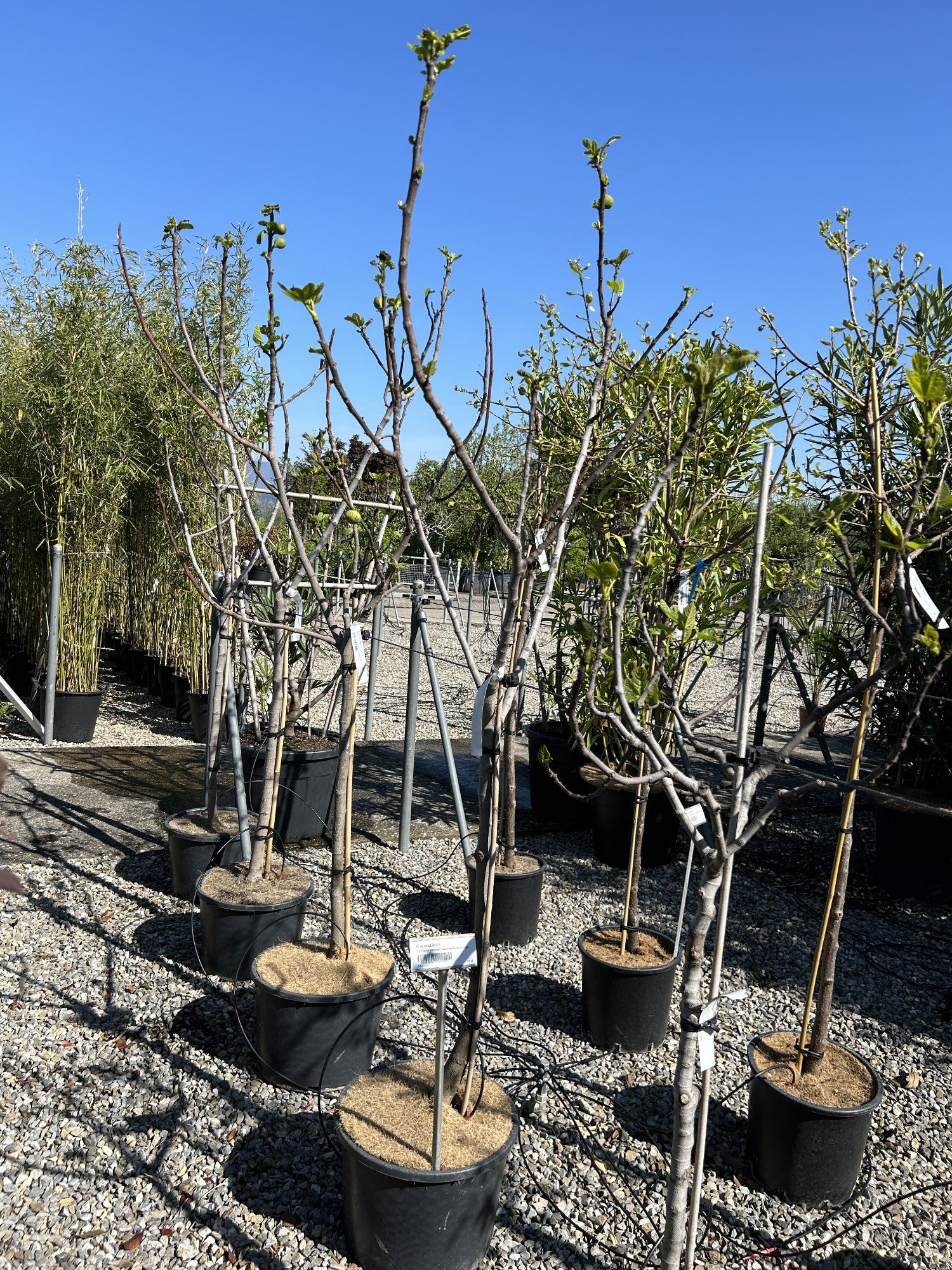 Ficus carica 'Bianco'