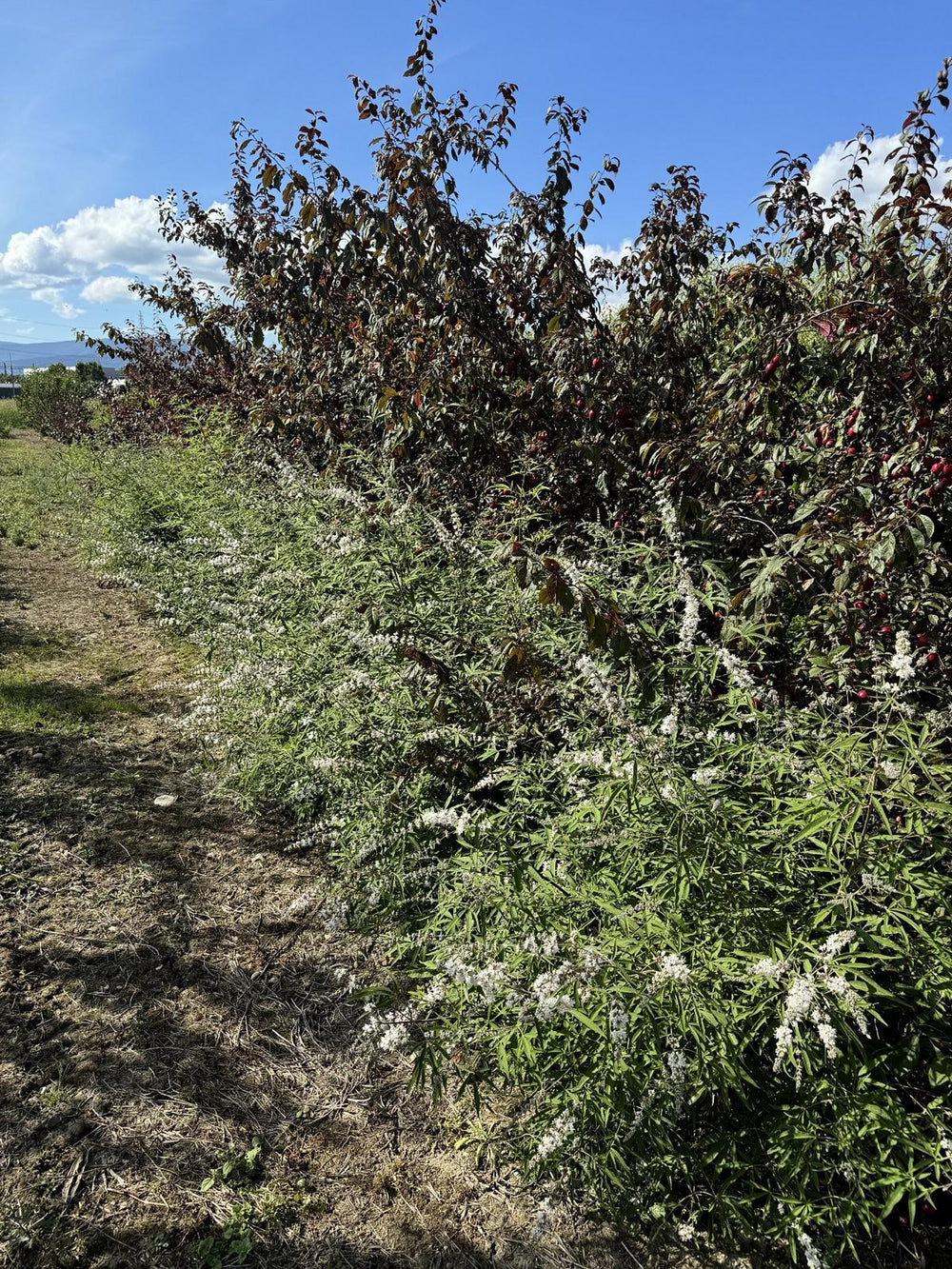 Vitex agnus-castus 'Albus'