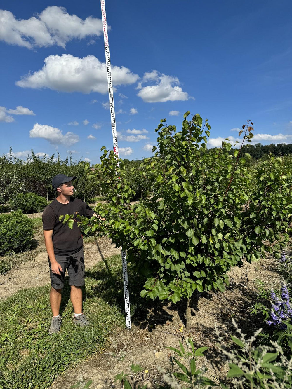 Prunus armeniaca 'Luizet'