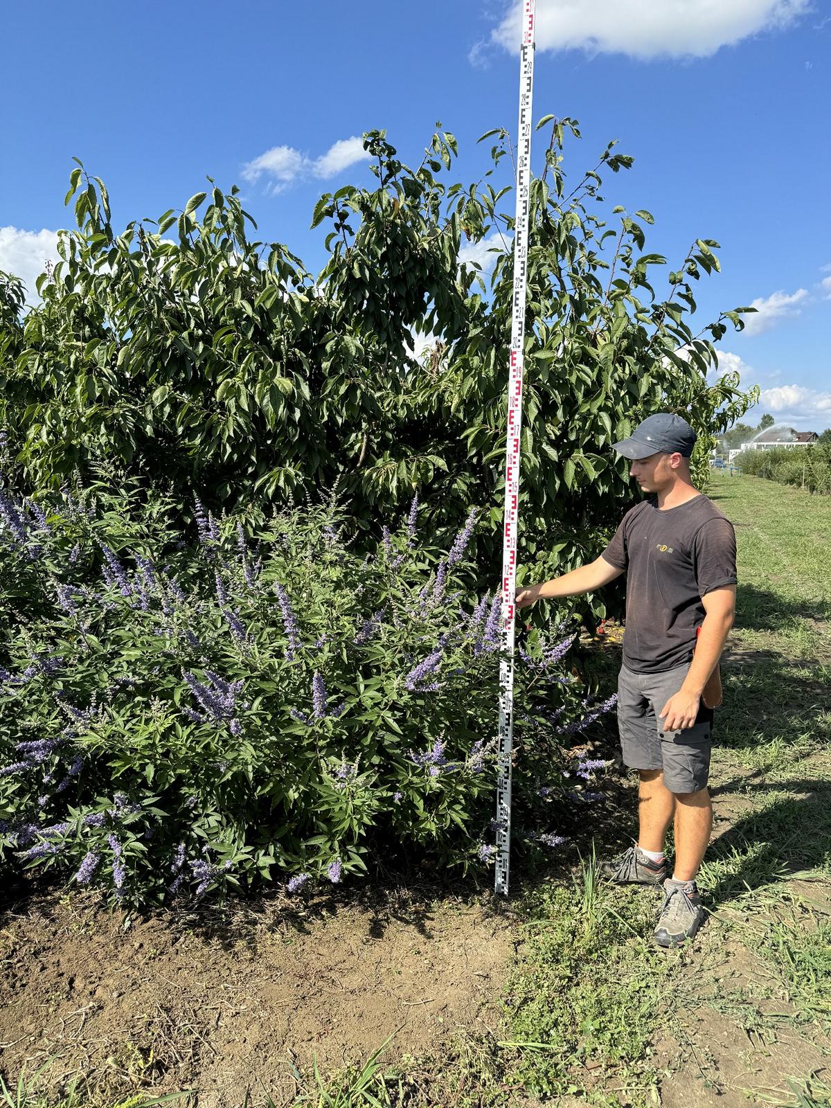 Vitex agnus-castus