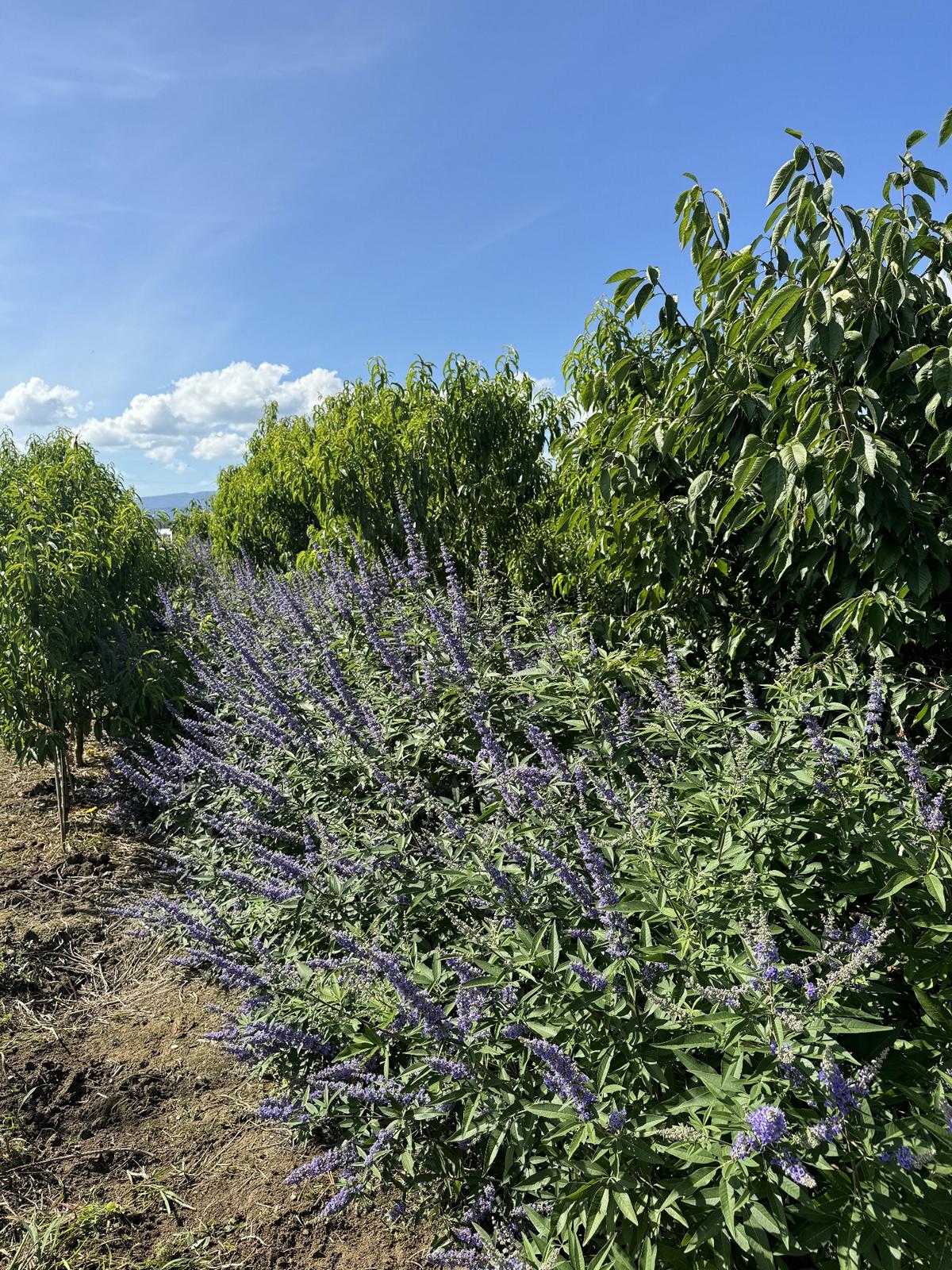 Vitex agnus-castus