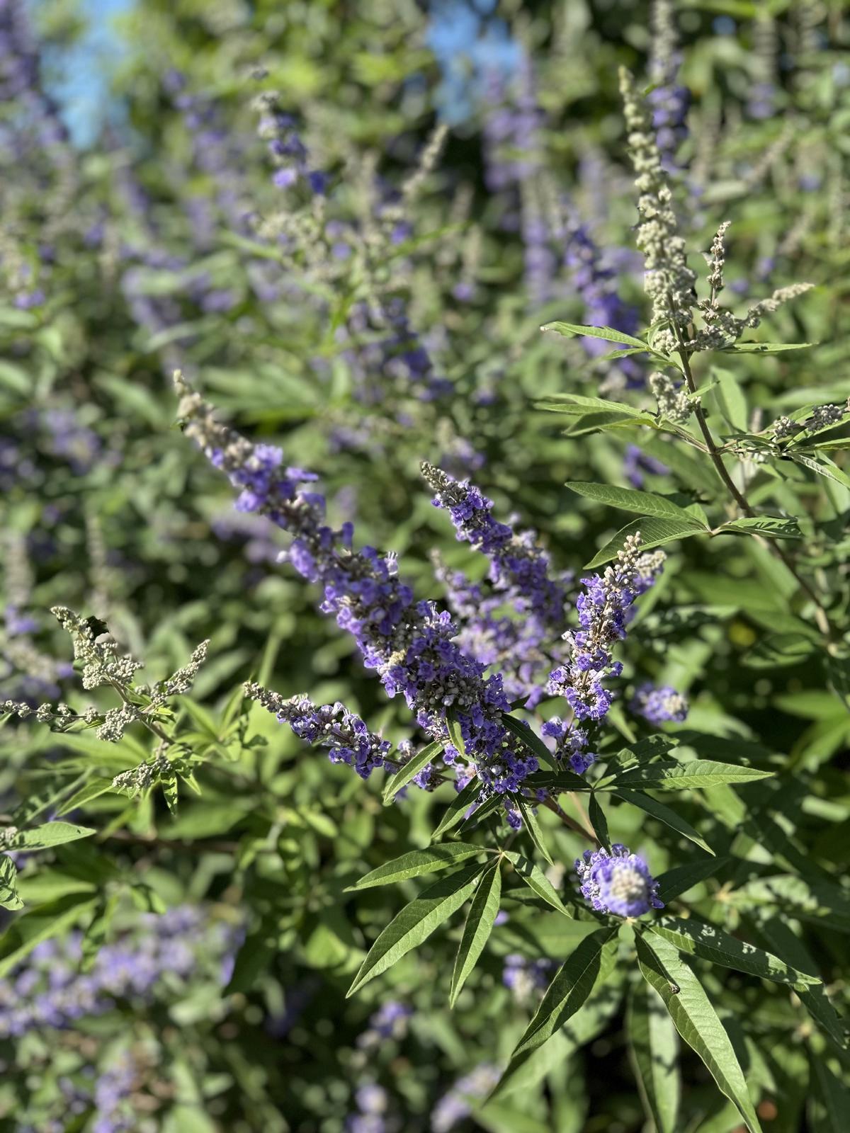 Vitex agnus-castus