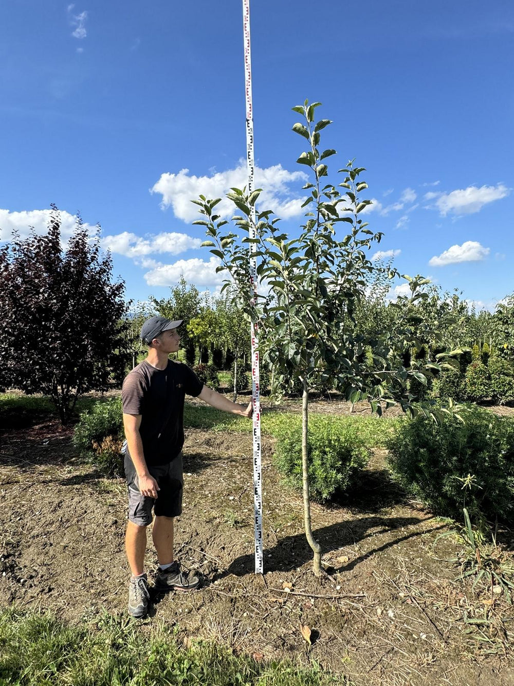 Malus domestica 'Gravensteiner'