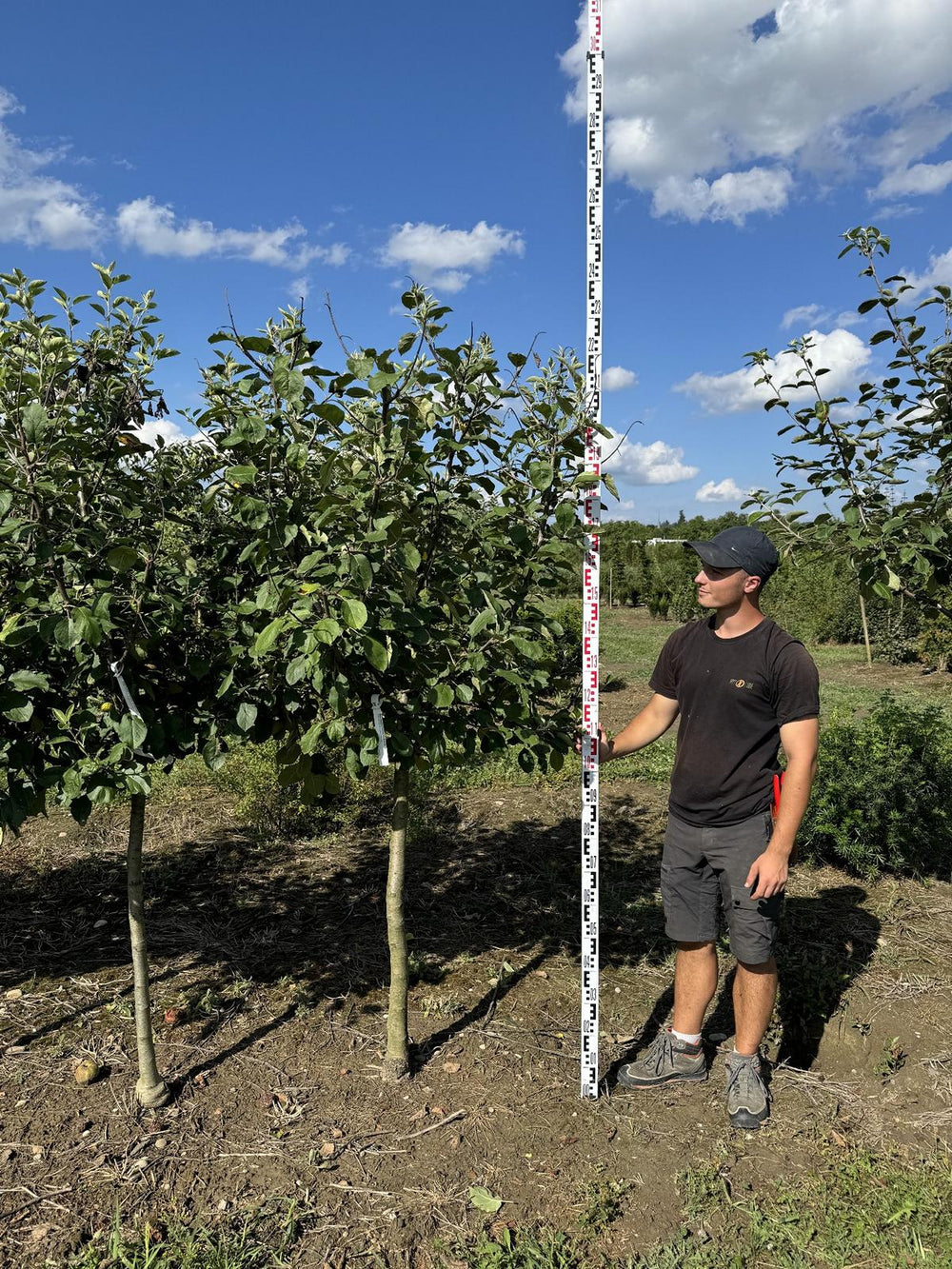 Malus domestica 'Schöner von Boskoop'