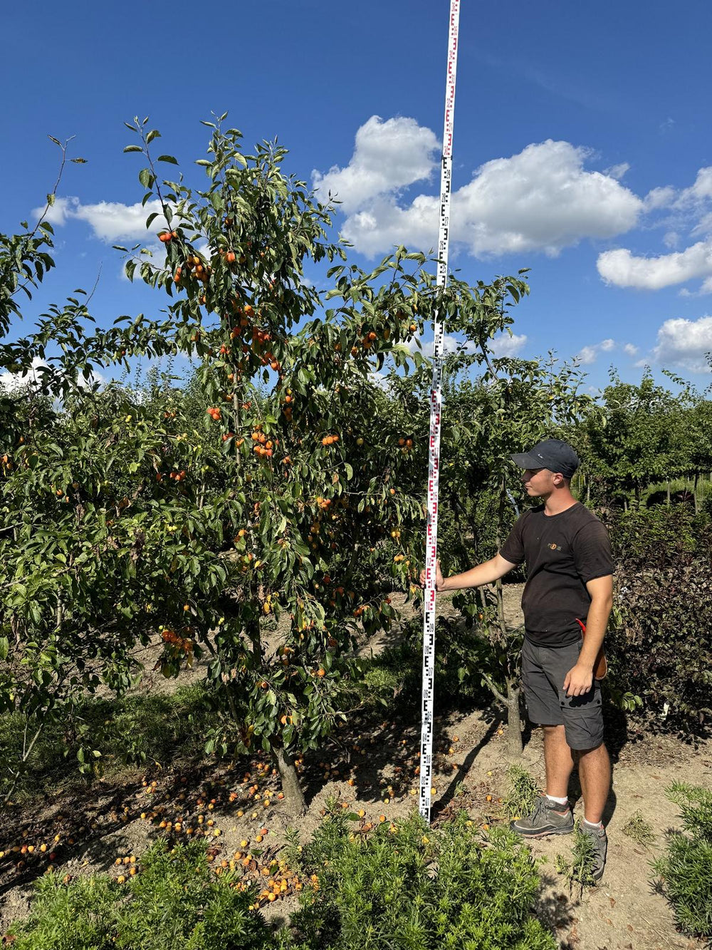 Malus 'John Downie'