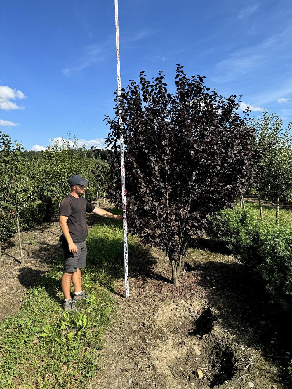 Prunus cerasifera 'Woodii'