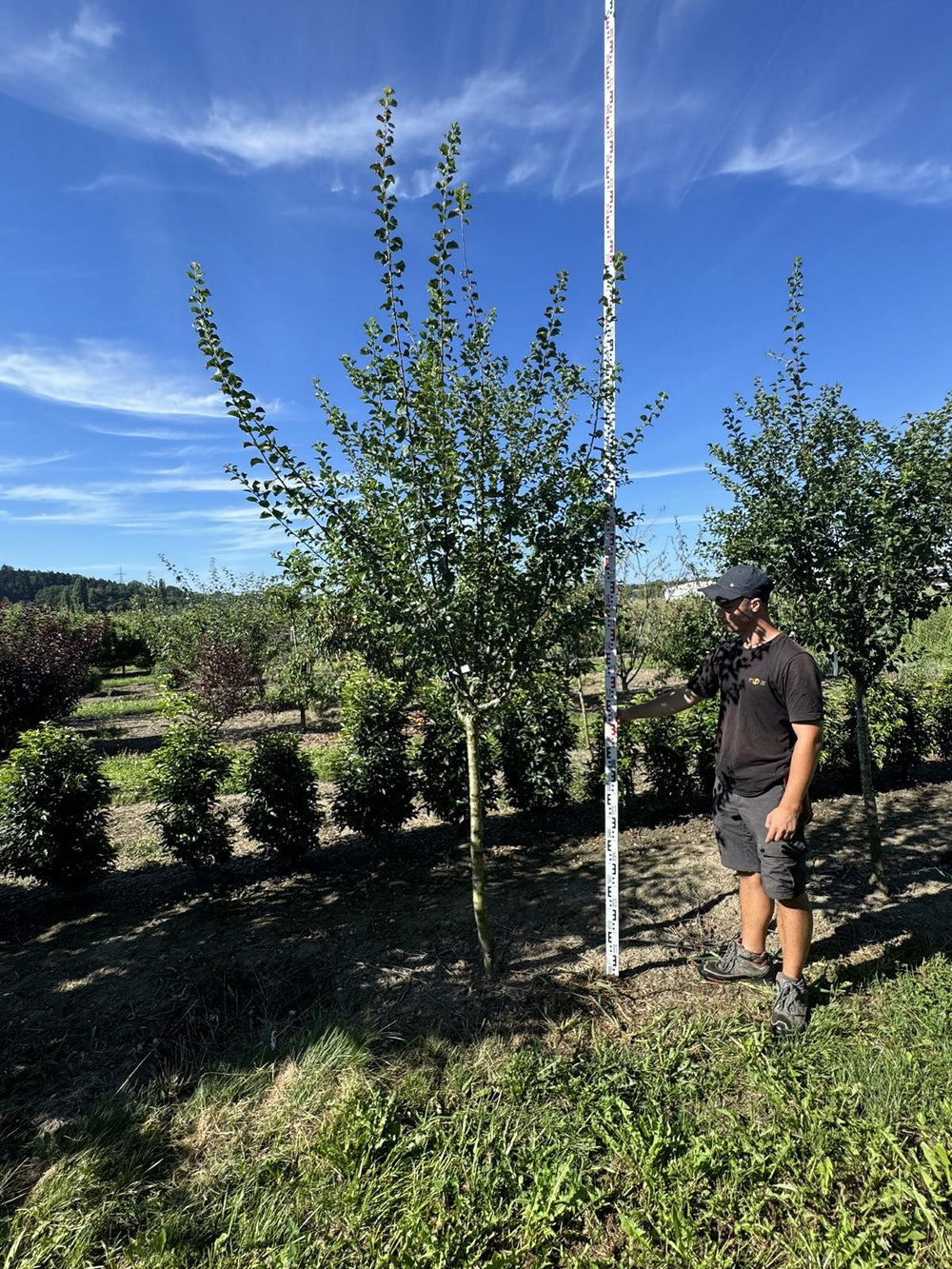 Prunus domestica 'Damassine'