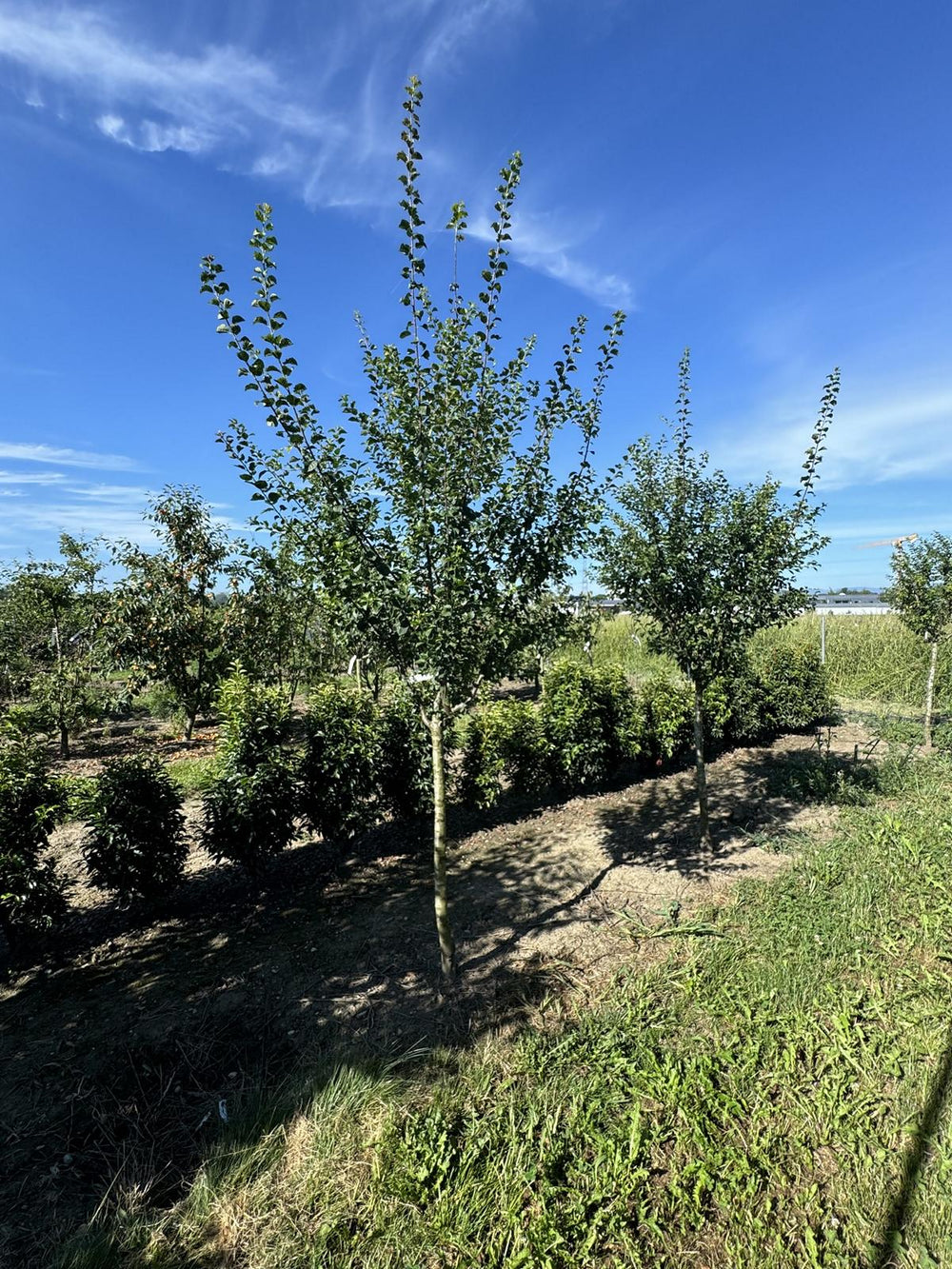 Prunus domestica 'Damassine'