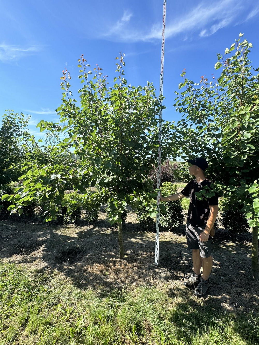 Prunus armeniaca 'Luizet'