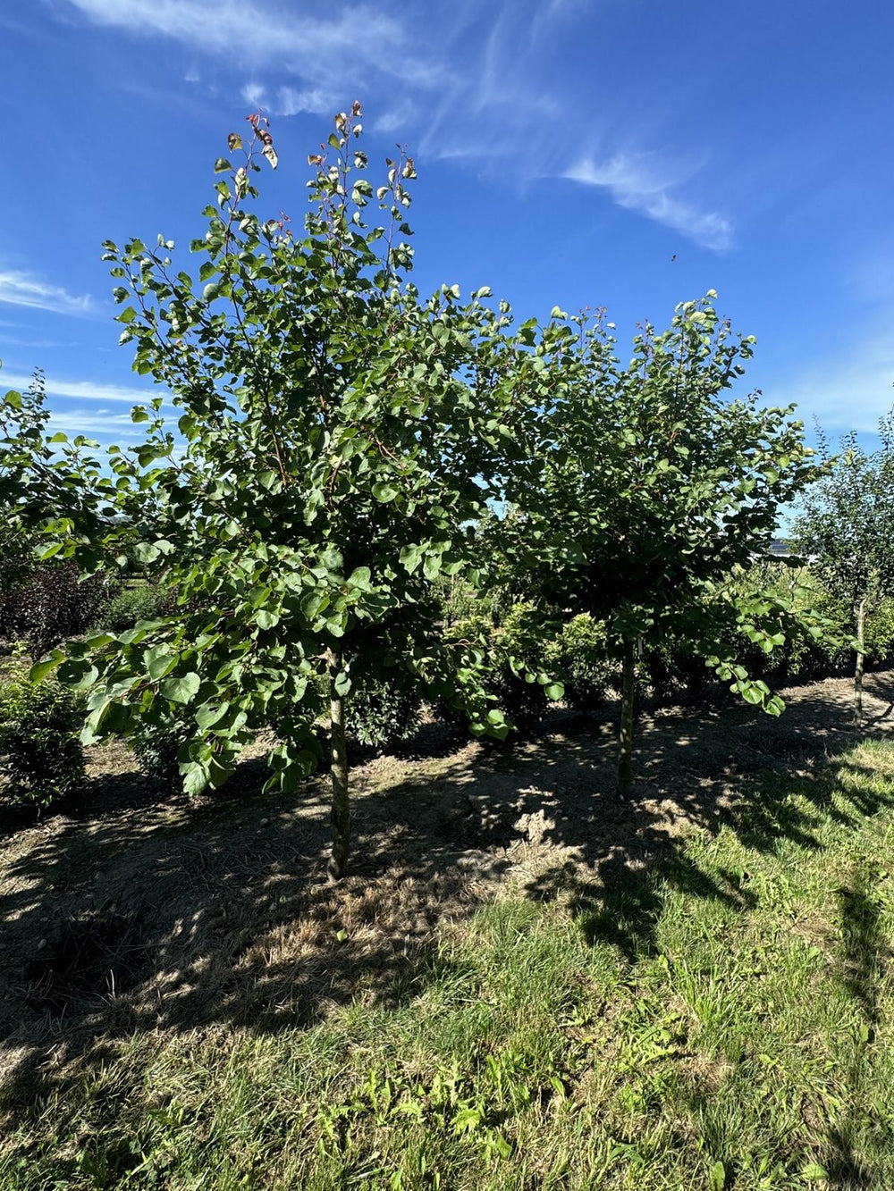 Prunus armeniaca 'Luizet'