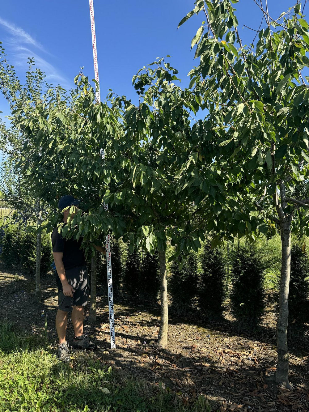 Prunus avium 'Schauenburger'