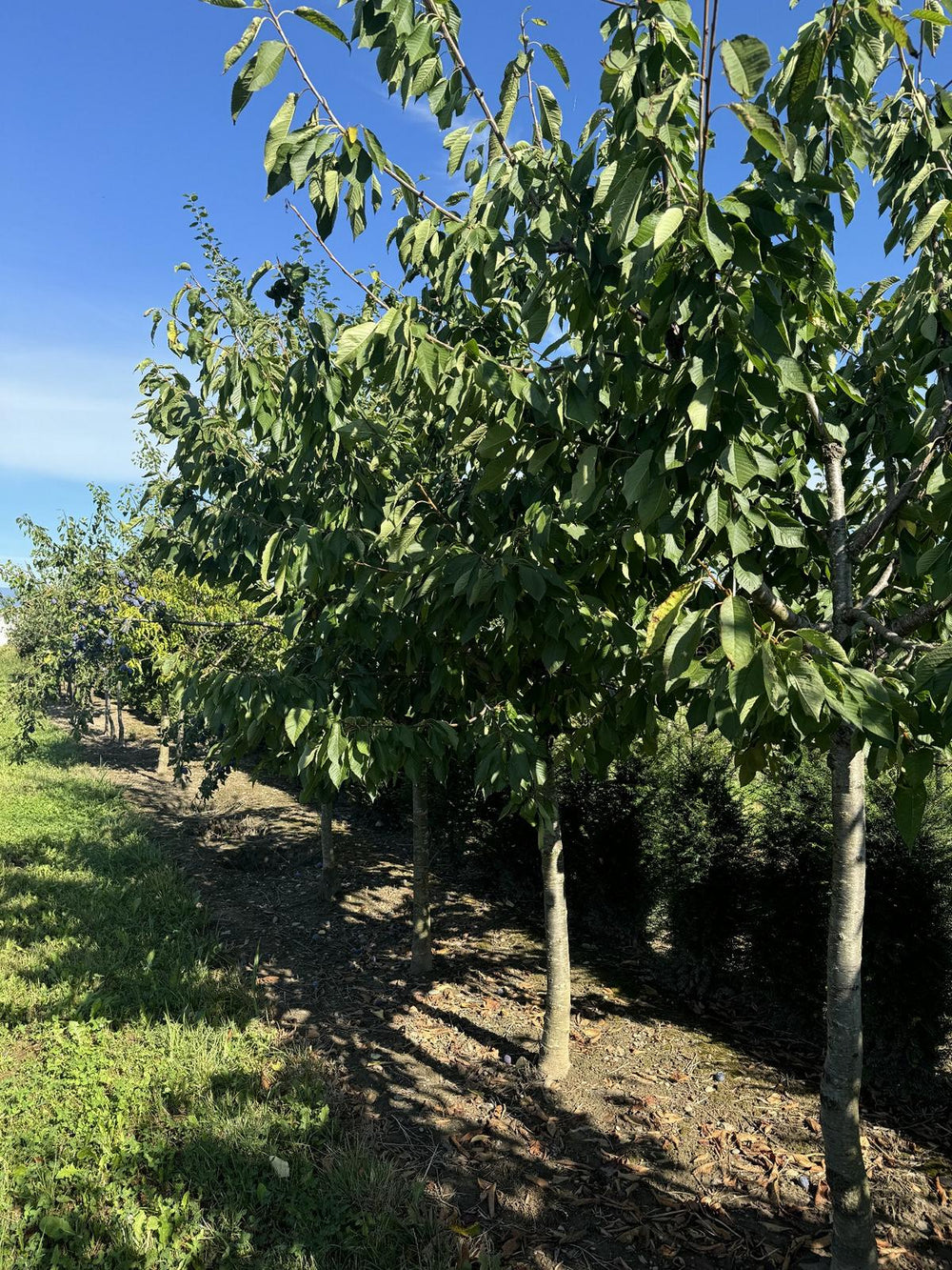 Prunus avium 'Schauenburger'