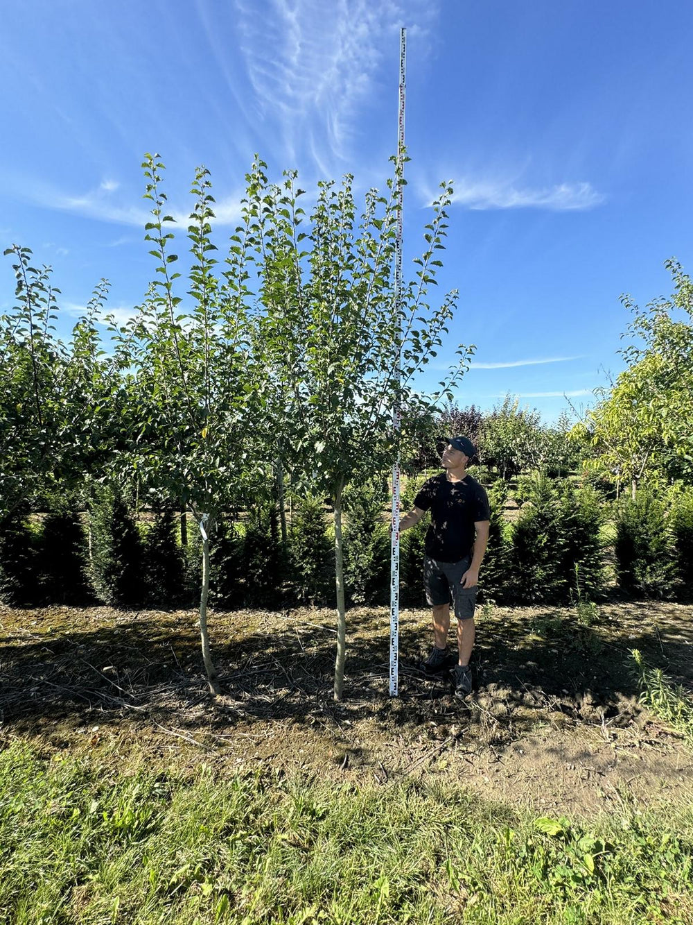 Prunus domestica 'Basler Hauszwetschge'