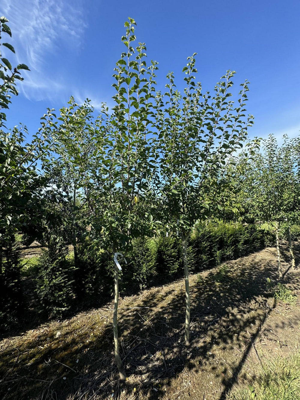 Prunus domestica 'Basler Hauszwetschge'