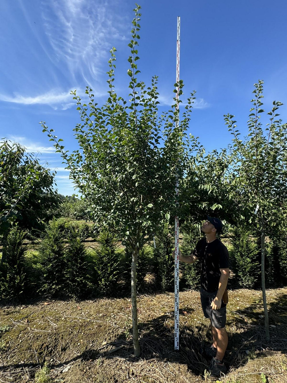 Prunus domestica 'Bérudge'