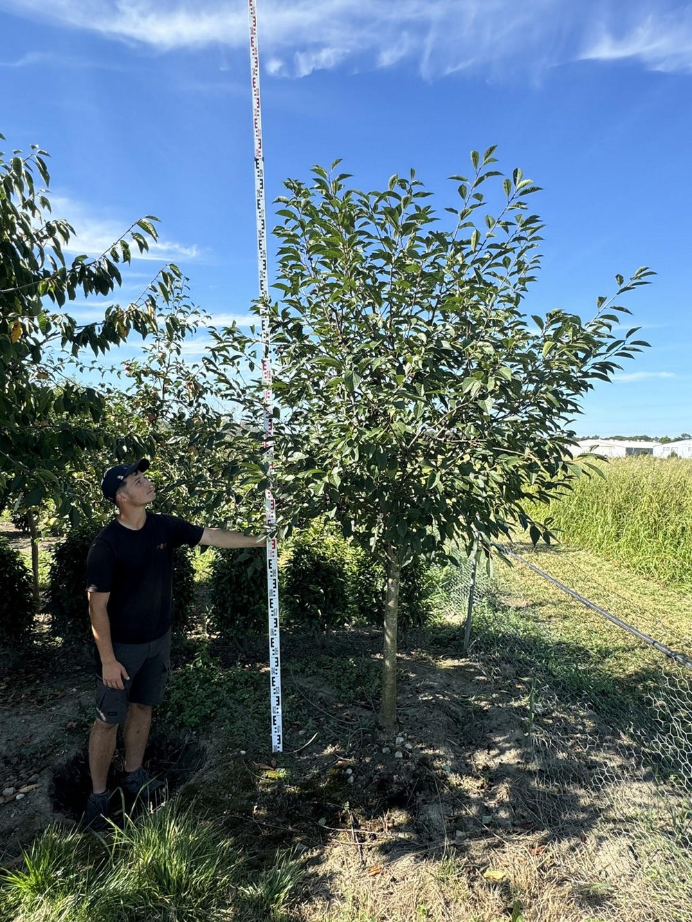 Prunus cerasus 'Hallauer Aemli'