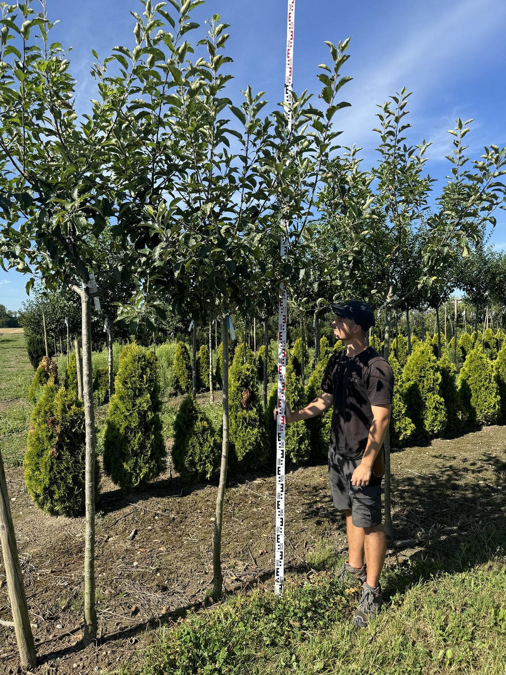 Malus domestica 'Royal Gala'