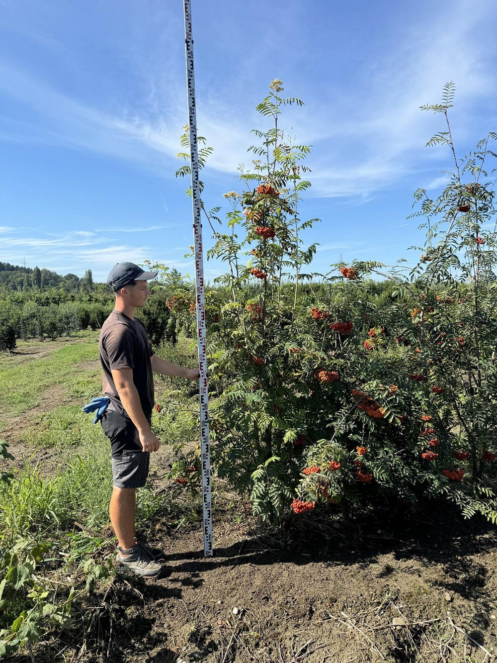 Sorbus aucuparia