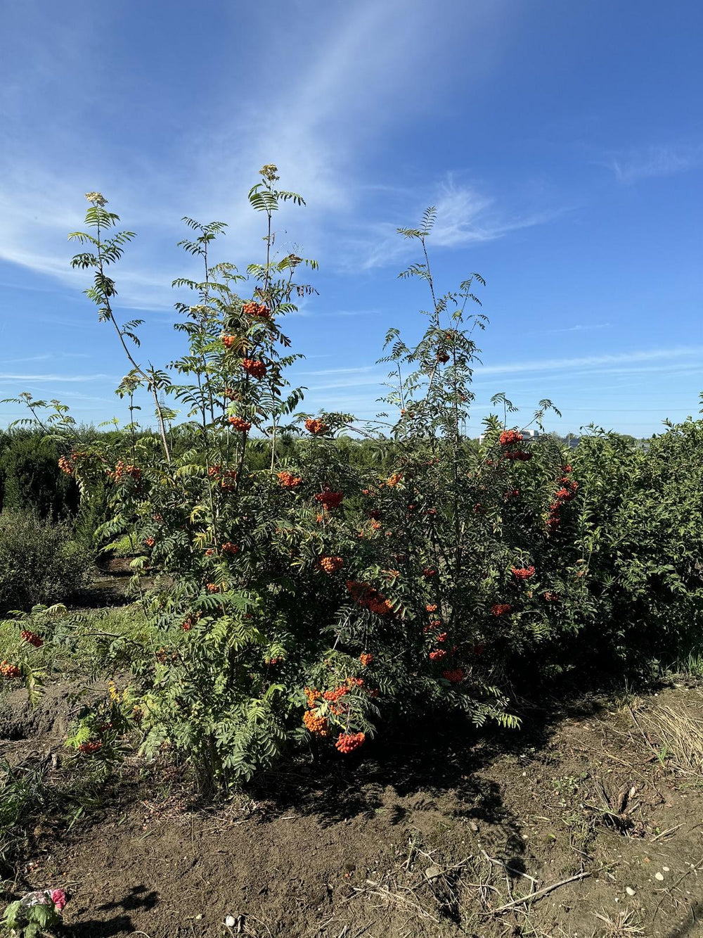 Sorbus aucuparia