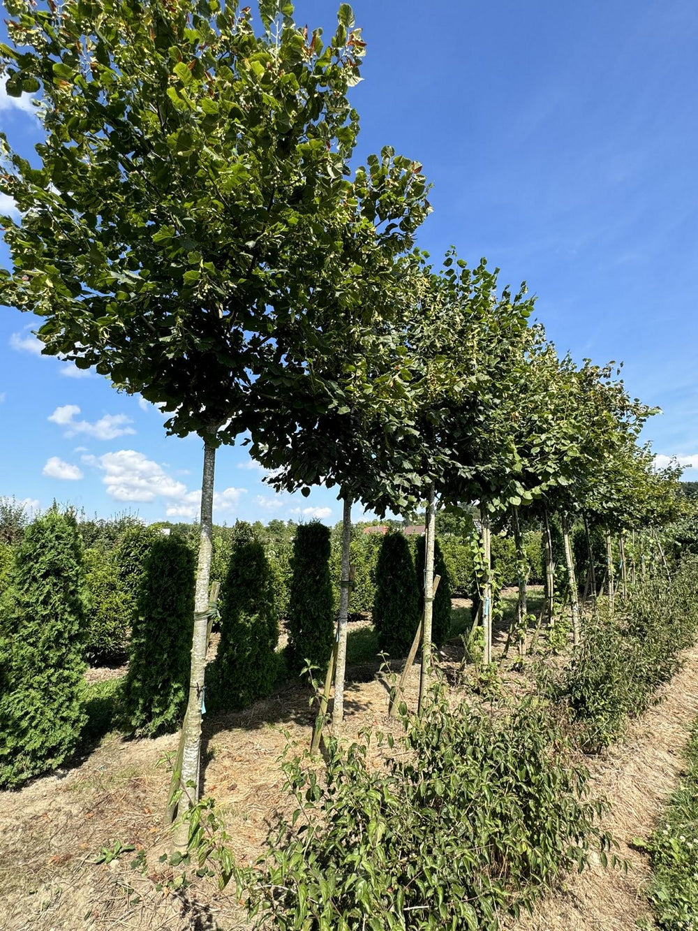 Tilia cordata