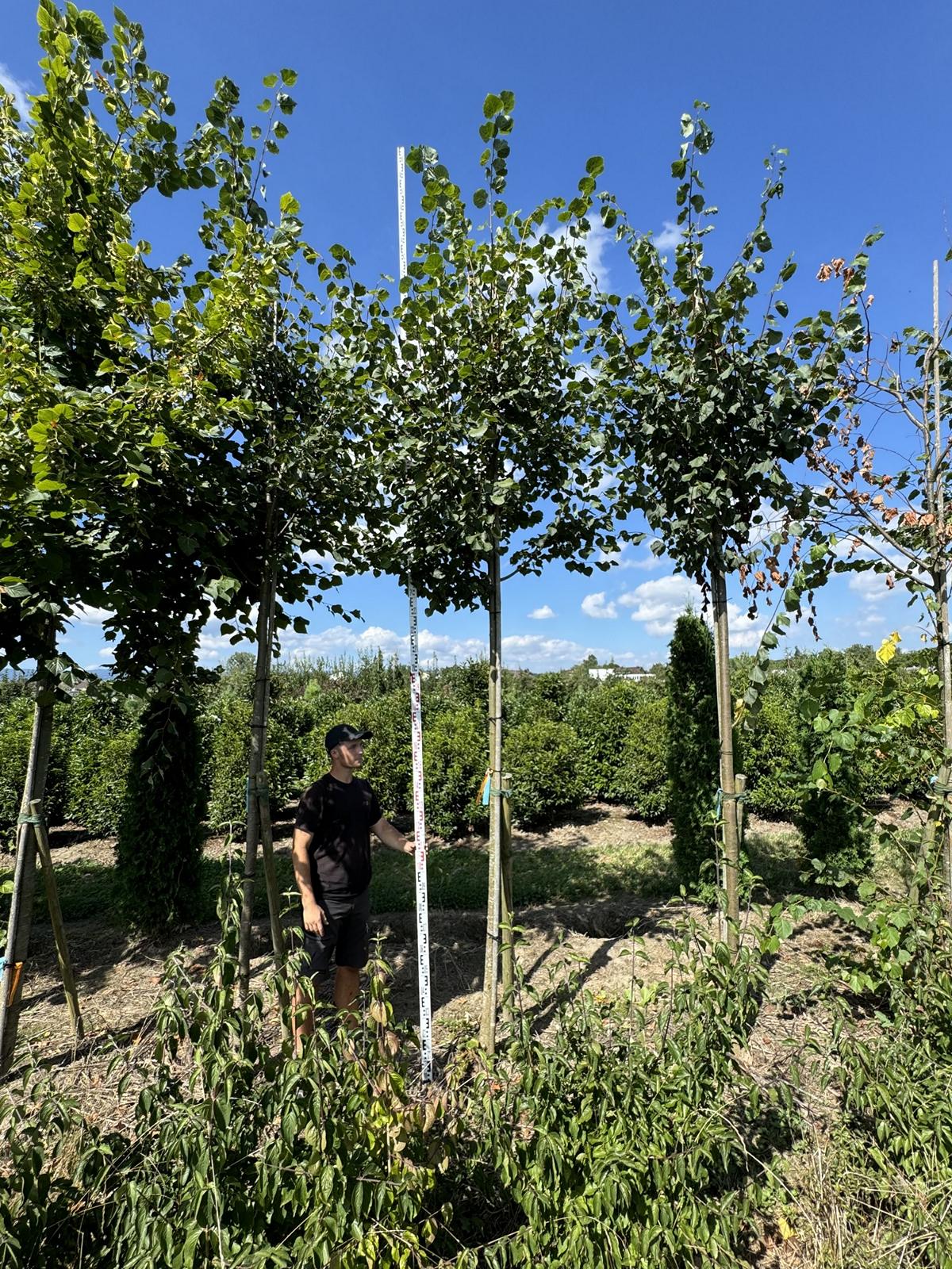 Tilia platyphyllos