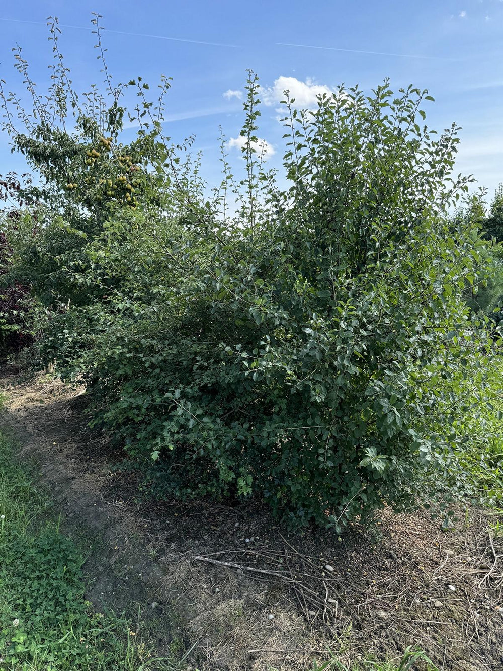 Rhamnus cathartica