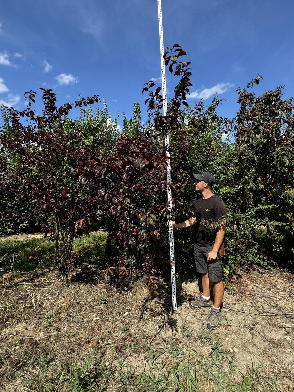 Prunus 'Trailblazer'