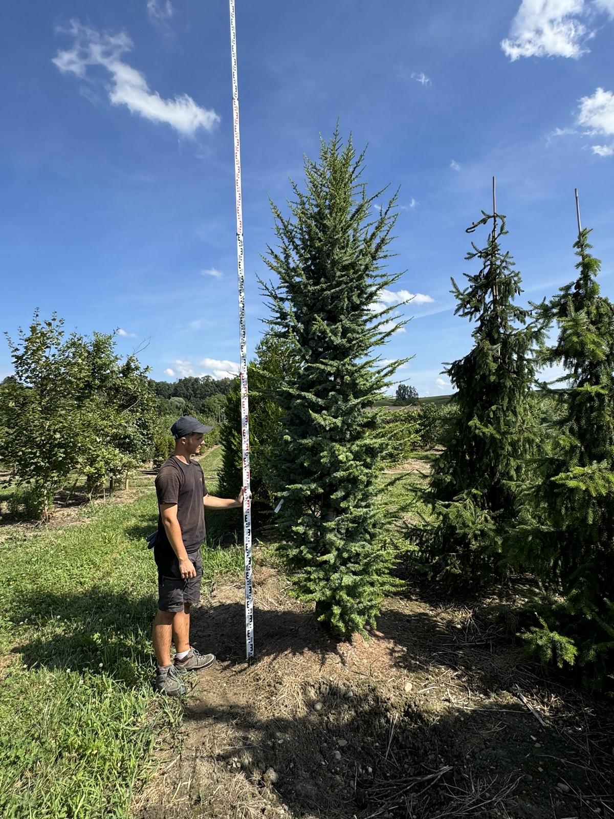 Cedrus libani 'Glauca Fastigiata'