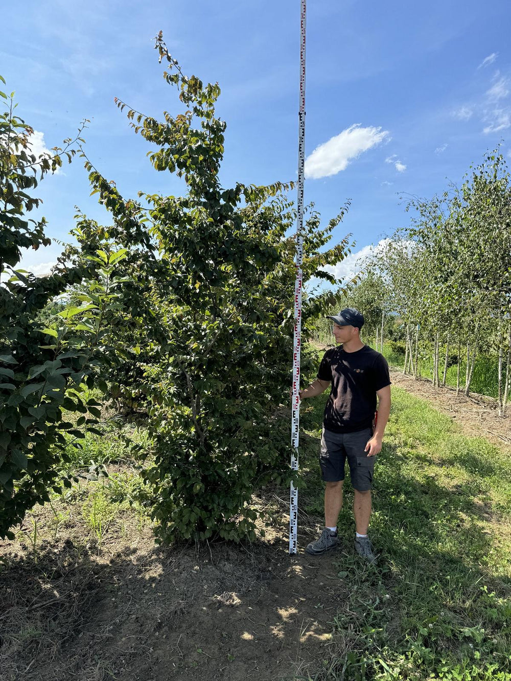 Parrotia persica