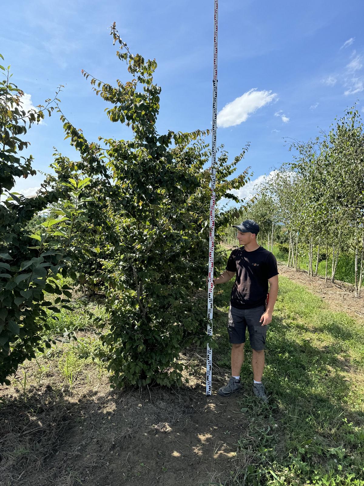 Parrotia persica