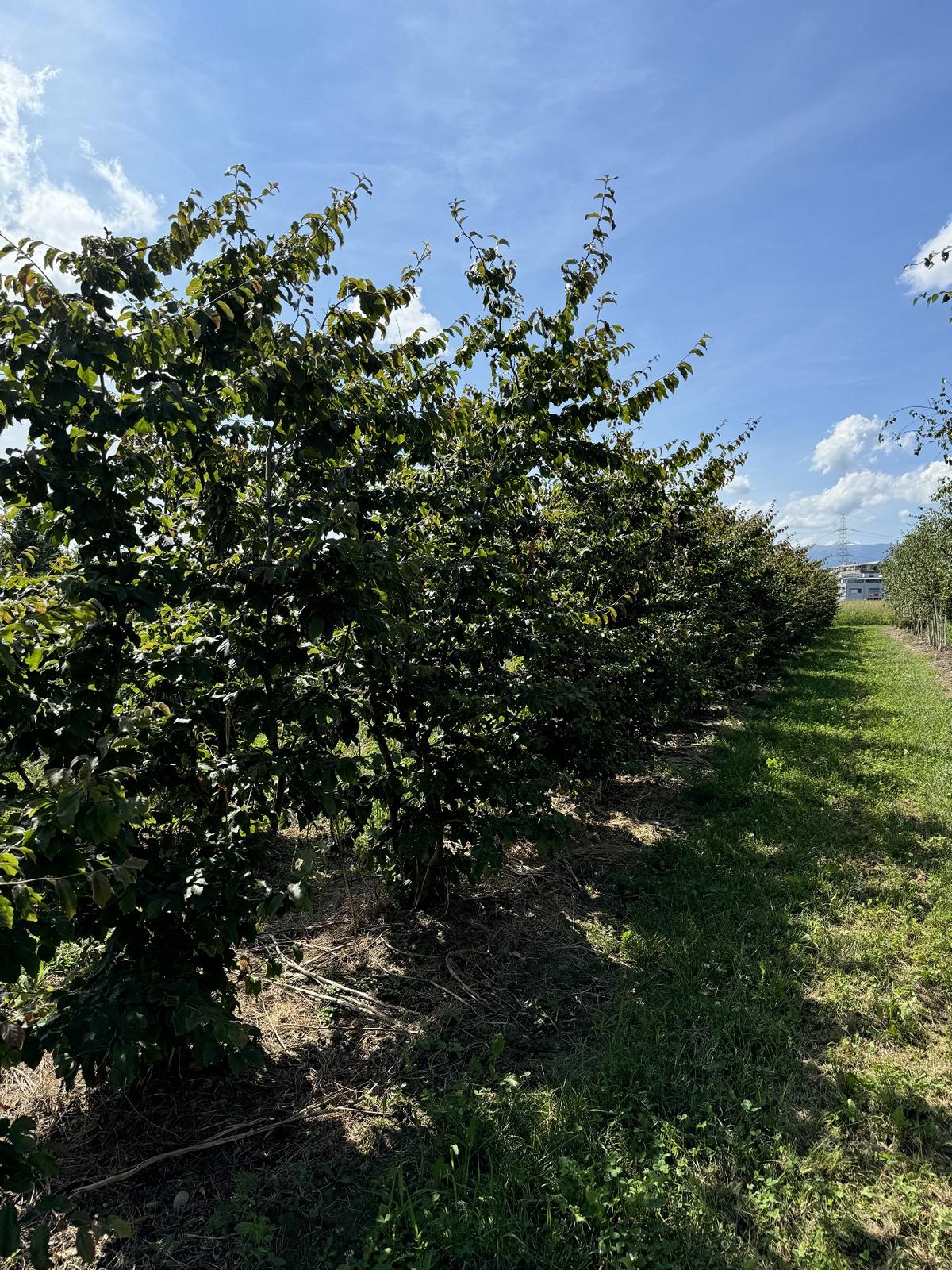 Parrotia persica