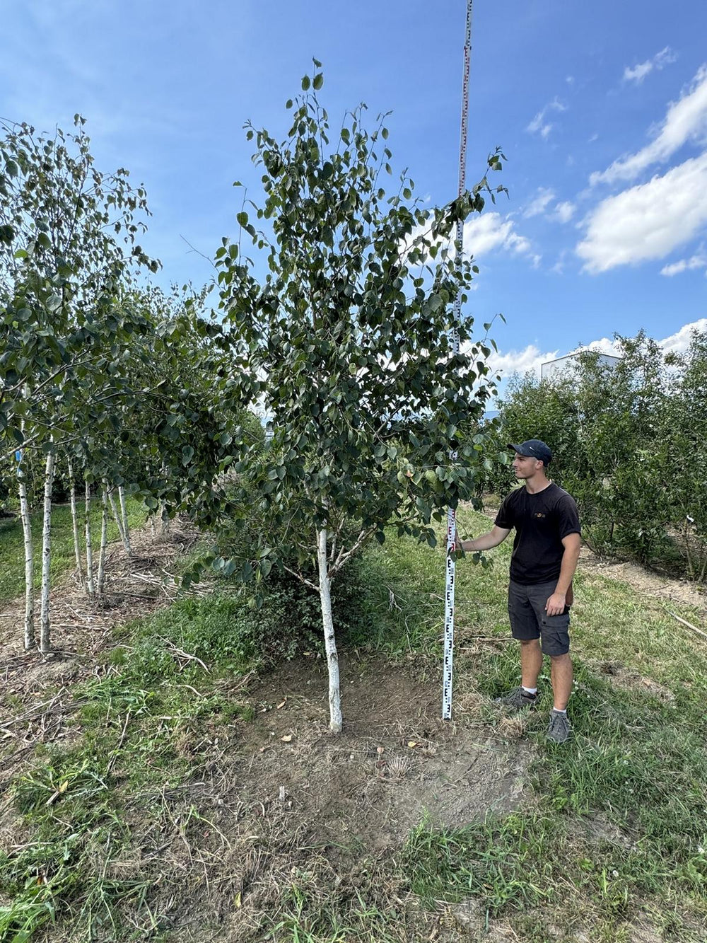 Betula utilis 'Doorenbos'