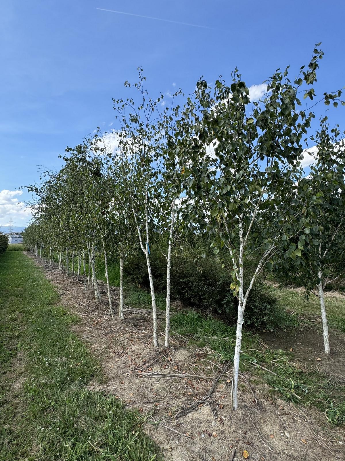 Betula utilis 'Doorenbos'