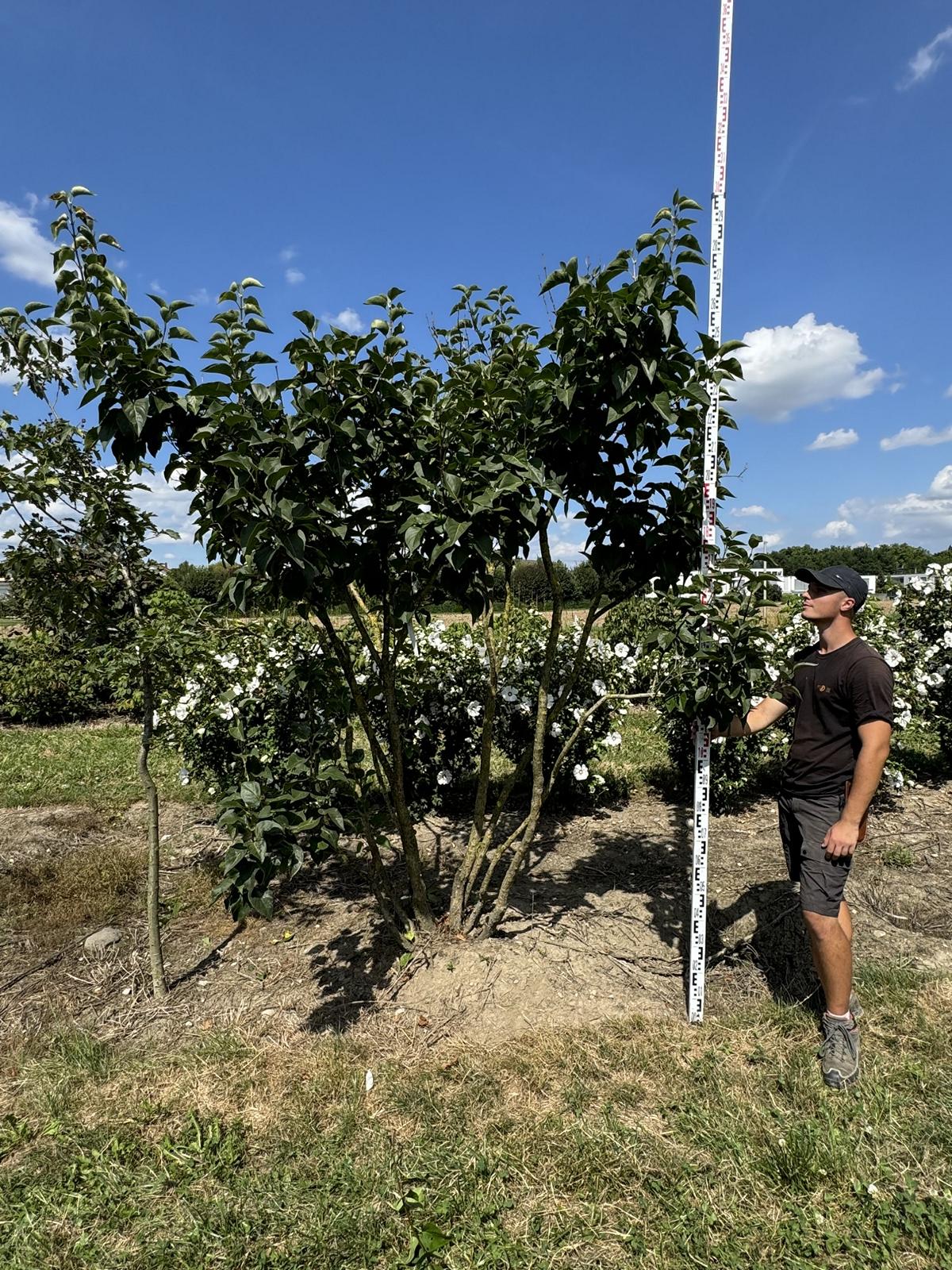 Syringa vulgaris 'Michel Buchner'