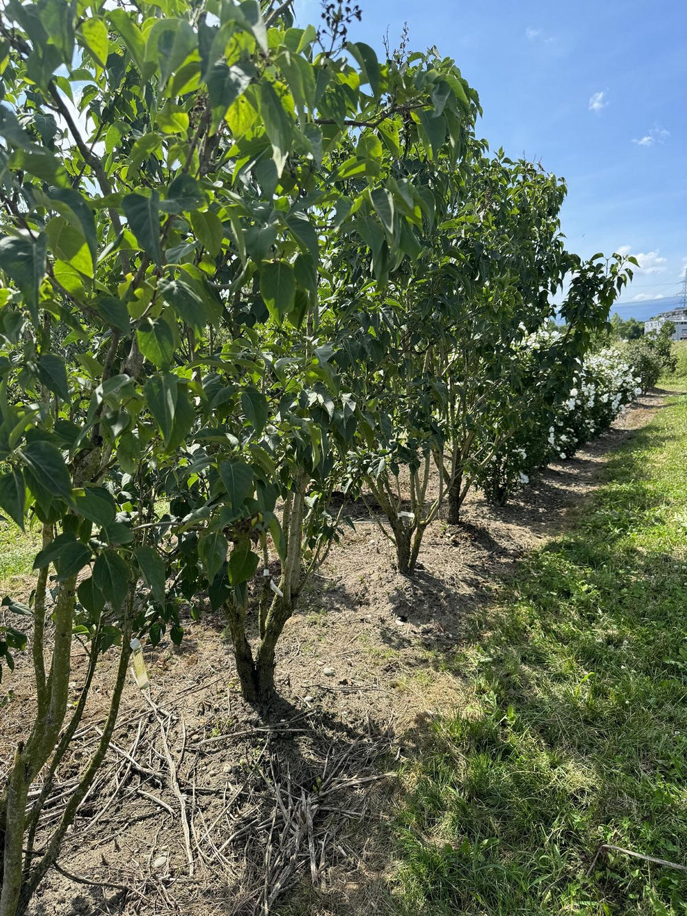 Syringa vulgaris 'Belle de Nancy'