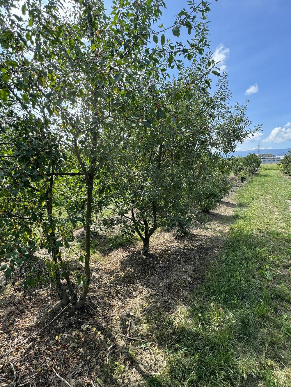 Frangula alnus