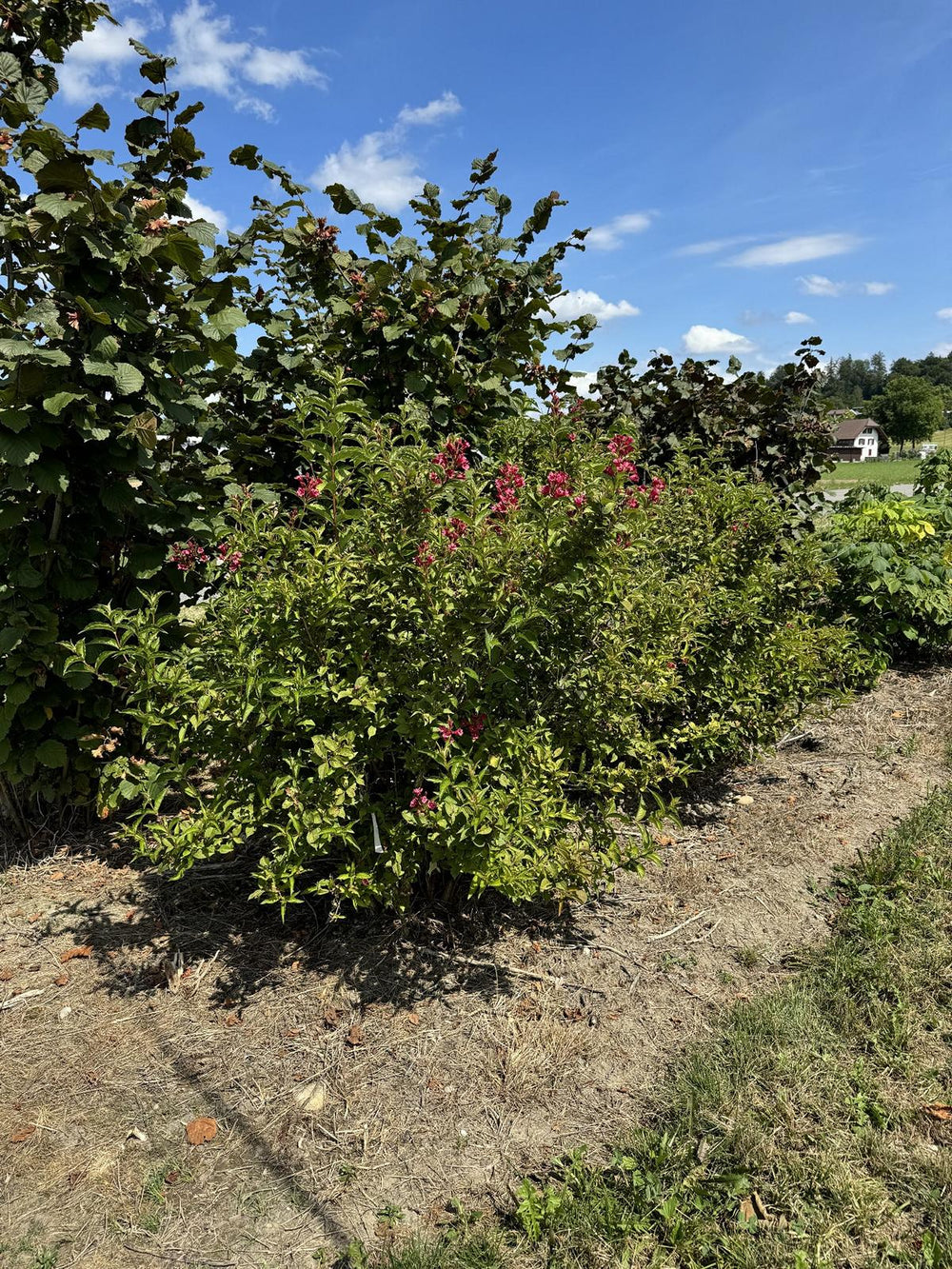 Weigela 'Bristol Ruby'