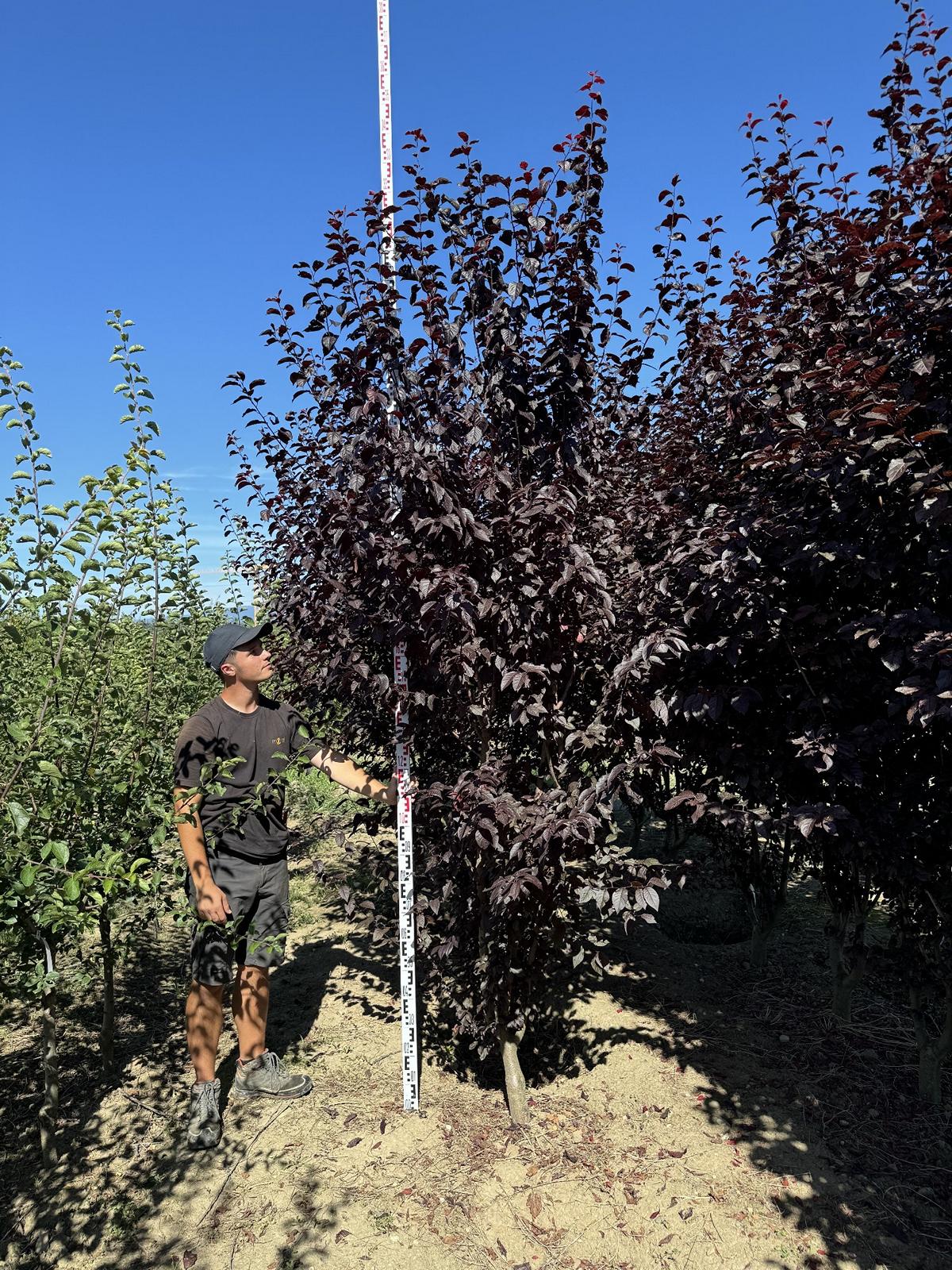 Prunus cerasifera 'Woodii'