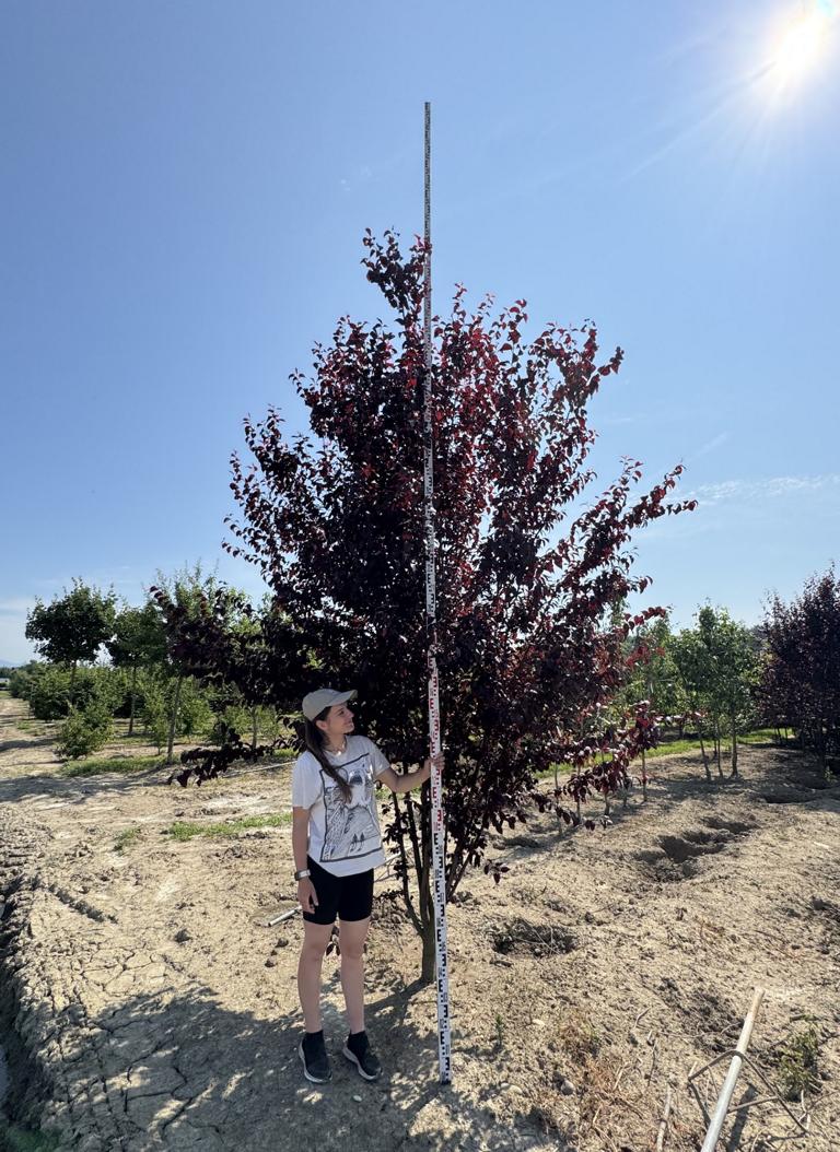 Prunus cerasifera 'Woodii'