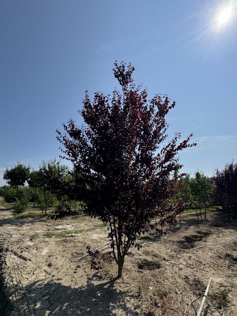 Prunus cerasifera 'Woodii'