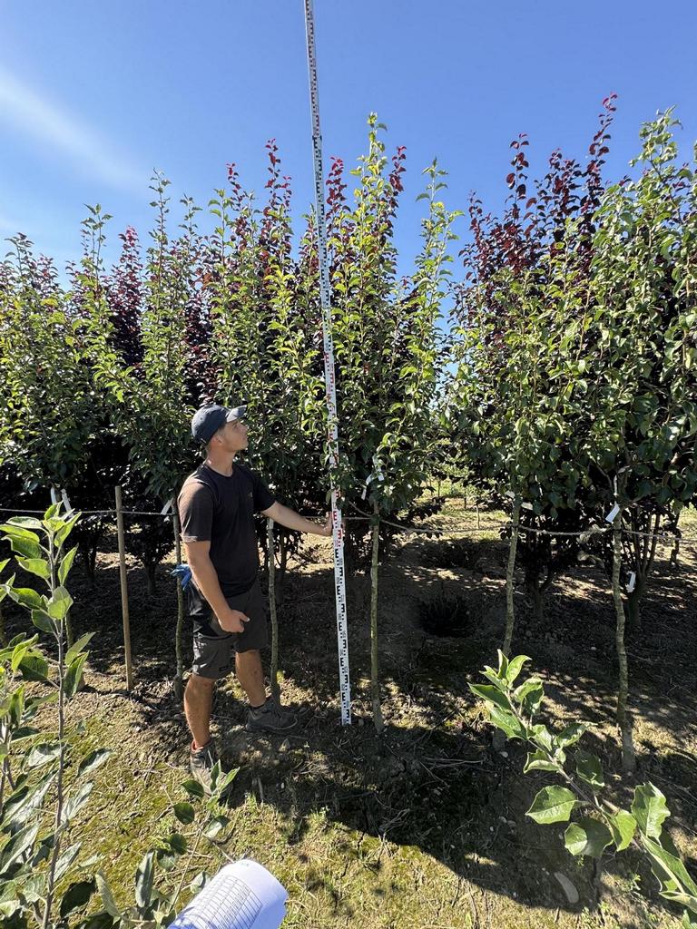 Pyrus communis 'Williams Christbirne'